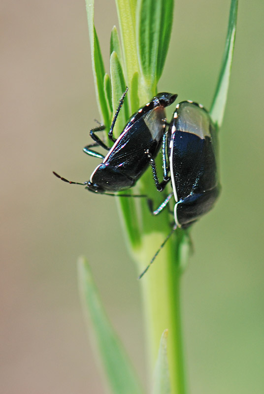 Cydnidae: Canthophorus dubius del Vicentino